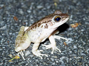 niTLKGij