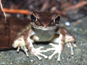 niTLKGiʊj