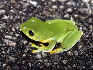 ILiAIKG