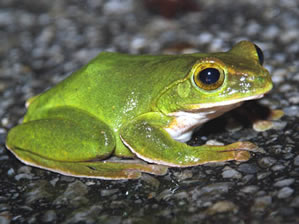 ILiAIKG