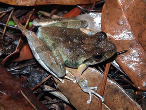 リュウキュウカジカガエル雌