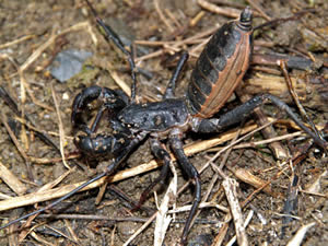 アマミサソリモドキ