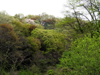横沢入春景色