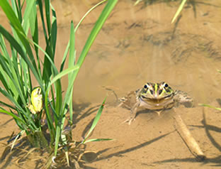 トウキョウダルマガエルとニホンアマガエル(成体)