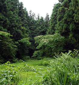 横沢入夏景色