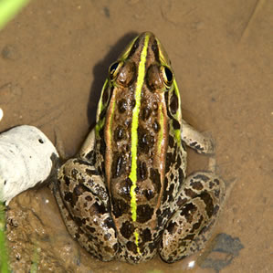 トウキョウダルマガエル成体