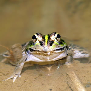 トウキョウダルマガエル成体