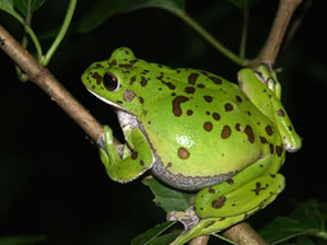 モリアオガエル♀