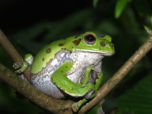 モリアオガエル♀