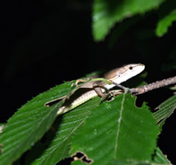 ニホンカナヘビ