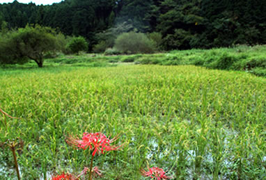 横沢入秋景色