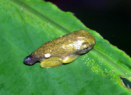 ILiAIKGc