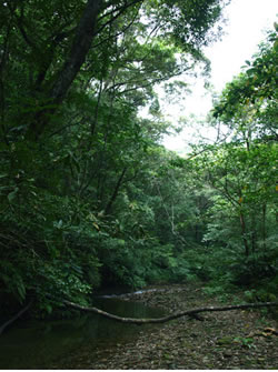 比地川上流部の河川景観