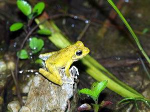 リュウキュウカジカガエル