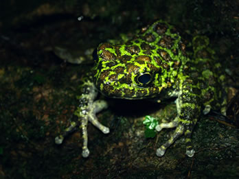 イシカワガエル