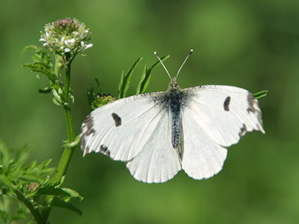 ツマキチョウ ♀