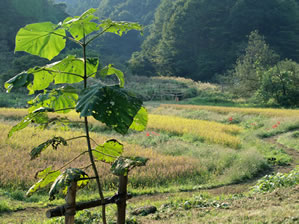 秋の横沢入1
