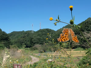 秋の横沢入2