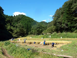 秋の横沢入3