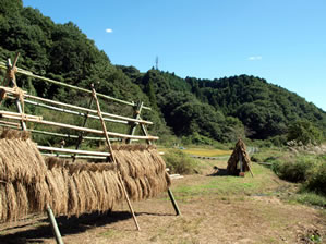 秋の横沢入4