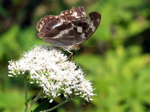メスグロヒョウモン ♀