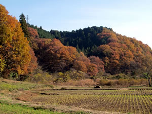 晩秋の横沢入