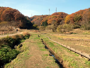 晩秋の横沢入