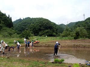 初夏の横沢入1