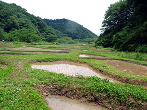 初夏の横沢入2