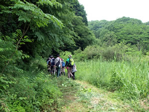 初夏の横沢入4