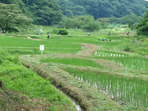 夏の横沢入1