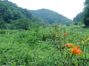 夏の横沢入3