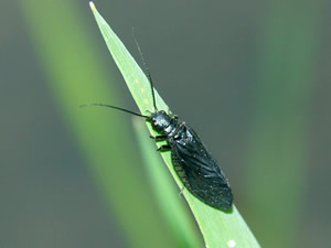 NZu