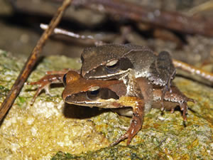 包接中のリュウキュウアカガエル